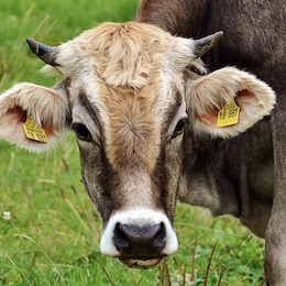 Gras